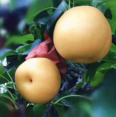 湖南怀化金秋梨新鲜水果5斤包邮